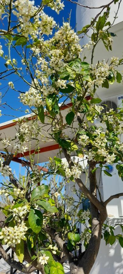 פלטאנס Silvi Mari Apartments מראה חיצוני תמונה