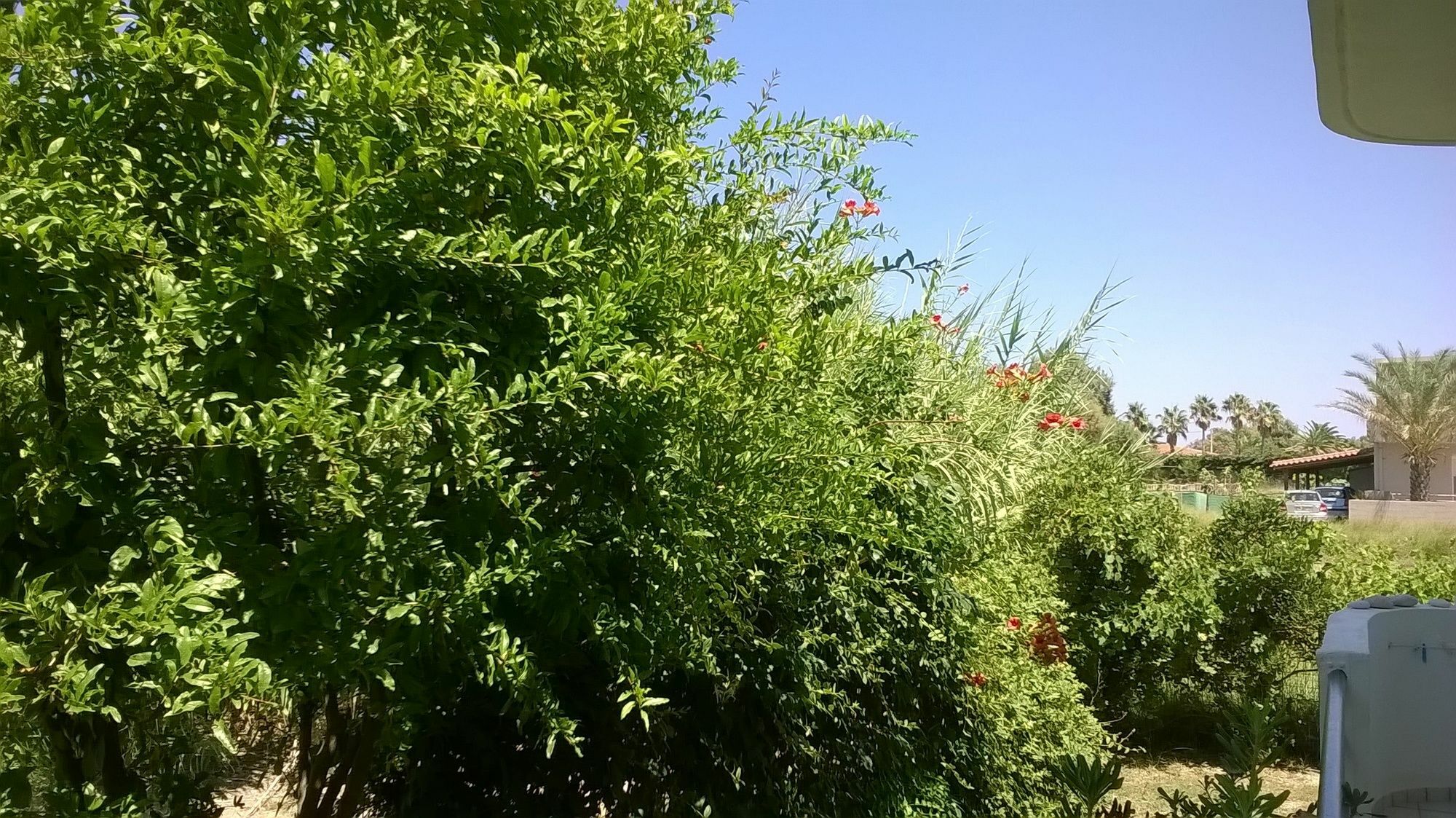 פלטאנס Silvi Mari Apartments מראה חיצוני תמונה